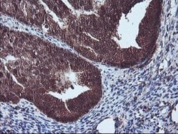 NLN Monoclonal Antibody (OTI3H4), Invitrogen&trade; 100 &mu;L; Unconjugated 