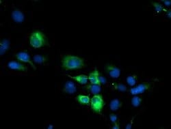 Invitrogen CYP2B6 Monoclonal Antibody (OTI3D5) 100 &mu;L; Unconjugated:Antibodies,