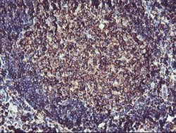 Invitrogen CYP2B6 Monoclonal Antibody (OTI3D5) 100 &mu;L; Unconjugated:Antibodies,