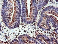 Invitrogen CYP2B6 Monoclonal Antibody (OTI3D5) 100 &mu;L; Unconjugated:Antibodies,