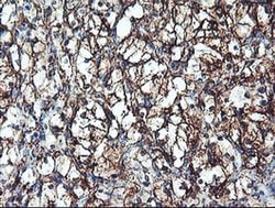 Invitrogen CYP2B6 Monoclonal Antibody (OTI3D5) 100 &mu;L; Unconjugated:Antibodies,