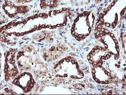 Invitrogen CYP2B6 Monoclonal Antibody (OTI3D5) 100 &mu;L; Unconjugated:Antibodies,
