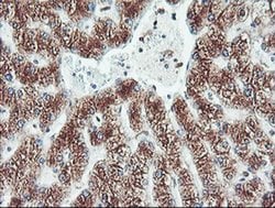 Invitrogen CYP2B6 Monoclonal Antibody (OTI3D5) 100 &mu;L; Unconjugated:Antibodies,