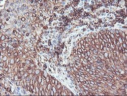 Invitrogen CYP2B6 Monoclonal Antibody (OTI3D5) 100 &mu;L; Unconjugated:Antibodies,