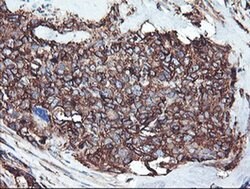 Invitrogen CYP2B6 Monoclonal Antibody (OTI3D5) 100 &mu;L; Unconjugated:Antibodies,