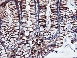 Invitrogen CYP2B6 Monoclonal Antibody (OTI3D5) 100 &mu;L; Unconjugated:Antibodies,