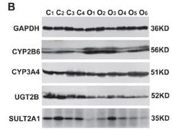 Invitrogen CYP2B6 Monoclonal Antibody (OTI3D5) 100 &mu;L; Unconjugated:Antibodies,