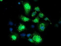 Invitrogen Neuroplastin Monoclonal Antibody (OTI2D4) 100 &mu;L; Unconjugated:Antibodies,