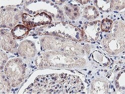 Invitrogen Neuroplastin Monoclonal Antibody (OTI2D4) 100 &mu;L; Unconjugated:Antibodies,
