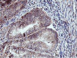Invitrogen Neuroplastin Monoclonal Antibody (OTI2D4) 100 &mu;L; Unconjugated:Antibodies,