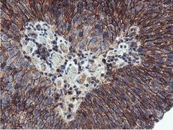 Invitrogen Neuroplastin Monoclonal Antibody (OTI2D4) 100 &mu;L; Unconjugated:Antibodies,