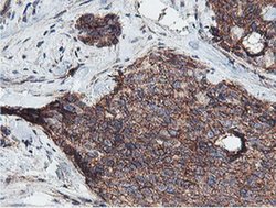 Invitrogen Neuroplastin Monoclonal Antibody (OTI2D4) 100 &mu;L; Unconjugated:Antibodies,