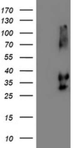 Invitrogen Neuroplastin Monoclonal Antibody (OTI2D4) 100 &mu;L; Unconjugated:Antibodies,