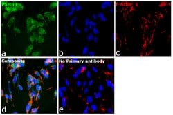 Invitrogen PSMB9 Monoclonal Antibody (OTI1C4) 100 &mu;L; Unconjugated:Antibodies,