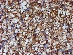 Invitrogen PSMB9 Monoclonal Antibody (OTI1C4) 100 &mu;L; Unconjugated:Antibodies,