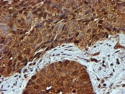 Invitrogen PSMB9 Monoclonal Antibody (OTI1C4) 100 &mu;L; Unconjugated:Antibodies,
