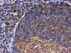 Invitrogen PSMB9 Monoclonal Antibody (OTI1C4) 100 &mu;L; Unconjugated:Antibodies,
