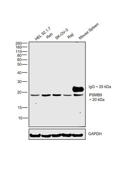 Invitrogen PSMB9 Monoclonal Antibody (OTI1C4) 100 &mu;L; Unconjugated:Antibodies,