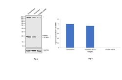 Invitrogen PSMB9 Monoclonal Antibody (OTI1C4) 100 &mu;L; Unconjugated:Antibodies,