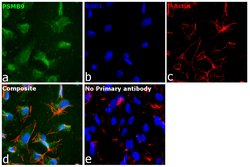Invitrogen™ PSMB9 Monoclonal Antibody (OTI1D1)