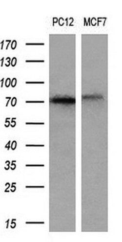 Invitrogen ALOX15 Monoclonal Antibody (OTI7H6) 100 &mu;L; Unconjugated:Antibodies,