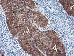 Invitrogen BCAT1 Monoclonal Antibody (OTI3F5) 100 &mu;L; Unconjugated:Antibodies,