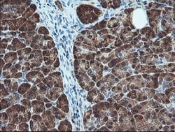 Invitrogen BCAT1 Monoclonal Antibody (OTI3F5) 100 &mu;L; Unconjugated:Antibodies,