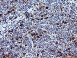 Invitrogen BCAT1 Monoclonal Antibody (OTI3F5) 100 &mu;L; Unconjugated:Antibodies,