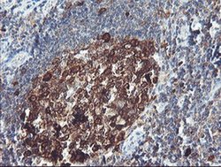 Invitrogen BCAT1 Monoclonal Antibody (OTI3F5) 100 &mu;L; Unconjugated:Antibodies,