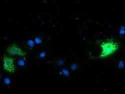 Invitrogen CAMLG Monoclonal Antibody (OTI2H3) 100 &mu;L; Unconjugated:Antibodies,