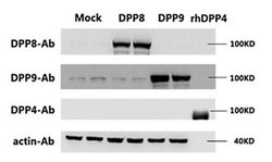 Invitrogen DPP8 Monoclonal Antibody (OTI1D2) 100 &mu;L; Unconjugated:Antibodies,
