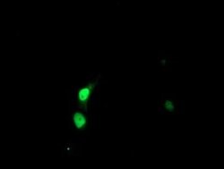 Invitrogen SSX5 Monoclonal Antibody (OTI3G6) 100 &mu;L; Unconjugated:Antibodies,