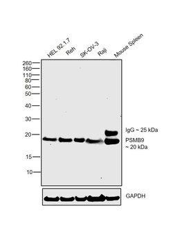 Invitrogen&trade;&nbsp;PSMB9 Monoclonal Antibody (OTI1F10)
