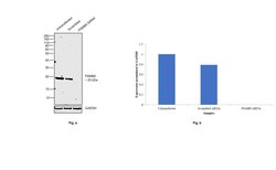 Invitrogen&trade;&nbsp;PSMB9 Monoclonal Antibody (OTI1F10)