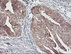 Invitrogen PDRG1 Monoclonal Antibody (OTI4F12) 100 &mu;L; Unconjugated:Antibodies,