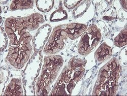 Invitrogen PDRG1 Monoclonal Antibody (OTI4F12) 100 &mu;L; Unconjugated:Antibodies,