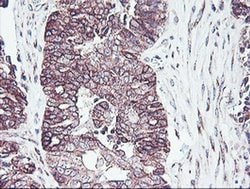Invitrogen PDRG1 Monoclonal Antibody (OTI4F12) 100 &mu;L; Unconjugated:Antibodies,