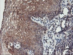 Invitrogen PDRG1 Monoclonal Antibody (OTI4F12) 100 &mu;L; Unconjugated:Antibodies,