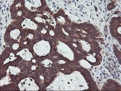 Invitrogen PDRG1 Monoclonal Antibody (OTI4F12) 100 &mu;L; Unconjugated:Antibodies,