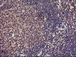 Invitrogen TMEFF2 Monoclonal Antibody (OTI1F9) 100 &mu;L; Unconjugated:Antibodies,