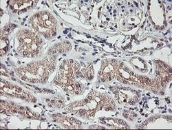 Invitrogen TMEFF2 Monoclonal Antibody (OTI1F9) 100 &mu;L; Unconjugated:Antibodies,