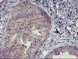 Invitrogen TMEFF2 Monoclonal Antibody (OTI1F9) 100 &mu;L; Unconjugated:Antibodies,