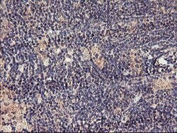 Invitrogen TMEFF2 Monoclonal Antibody (OTI1F9) 100 &mu;L; Unconjugated:Antibodies,