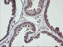 Invitrogen TMEFF2 Monoclonal Antibody (OTI1F9) 100 &mu;L; Unconjugated:Antibodies,