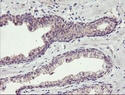Invitrogen TMEFF2 Monoclonal Antibody (OTI1F9) 100 &mu;L; Unconjugated:Antibodies,
