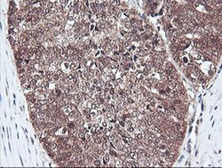 Invitrogen PSMB7 Monoclonal Antibody (OTI1D1) 100 &mu;L; Unconjugated:Antibodies,