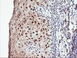 Invitrogen PSMB7 Monoclonal Antibody (OTI1D1) 100 &mu;L; Unconjugated:Antibodies,