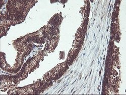 Invitrogen PSMB7 Monoclonal Antibody (OTI1D1) 100 &mu;L; Unconjugated:Antibodies,