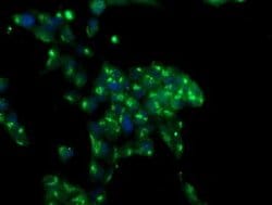 Invitrogen MIF4GD Monoclonal Antibody (OTI4C11) 100 &mu;L; Unconjugated:Antibodies,