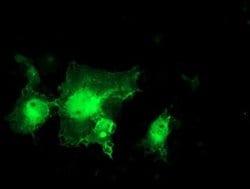 Invitrogen MIF4GD Monoclonal Antibody (OTI4C11) 100 &mu;L; Unconjugated:Antibodies,